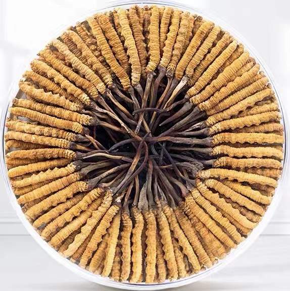 平舆冬虫夏草回收